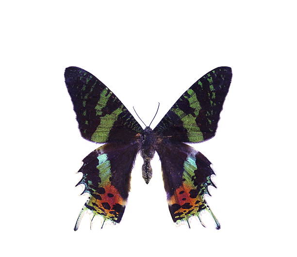 istock colorful butterfly isolated on white 538563901