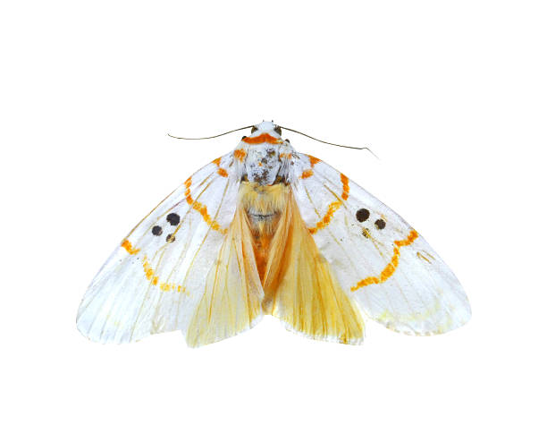 istock colorful butterfly isolated on white 538563941
