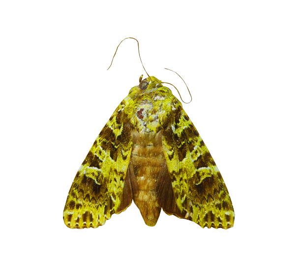 istock colorful butterfly isolated on white 538563957