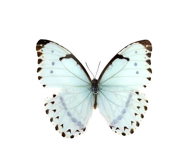 istock colorful butterfly isolated on white 538564065
