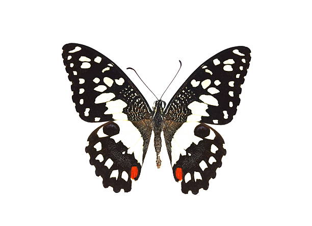 istock colorful butterfly isolated on white 538564727