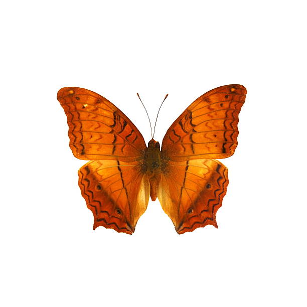 istock colorful butterfly isolated on white 538564741