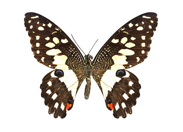 istock colorful butterfly isolated on white 538564795