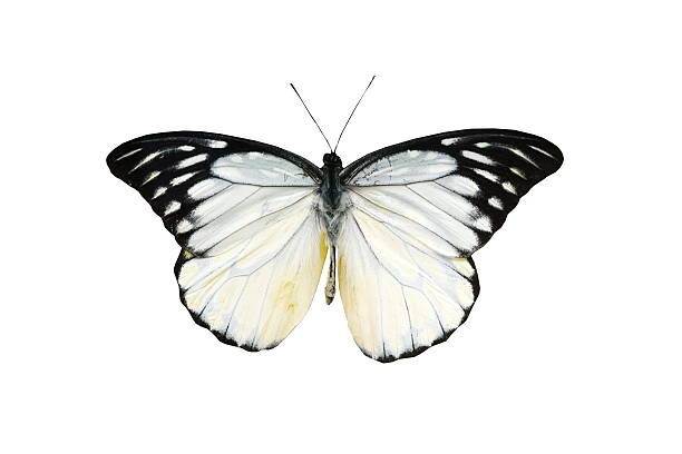 istock colorful butterfly isolated on white 538564833