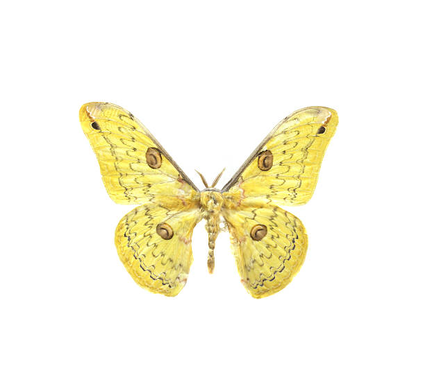 istock colorful butterfly isolated on white 538564855