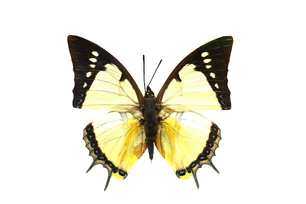 istock colorful butterfly isolated on white 538564889