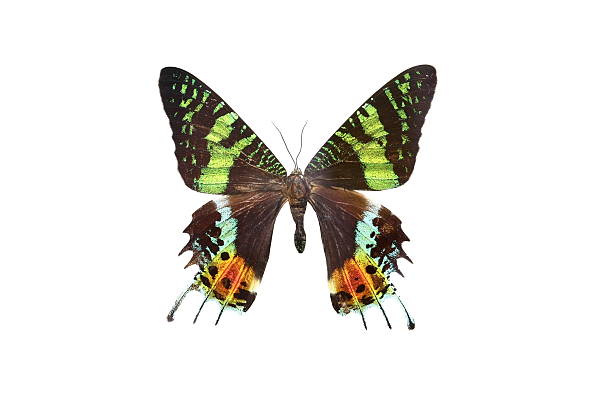 istock colorful butterfly isolated on white 538564891