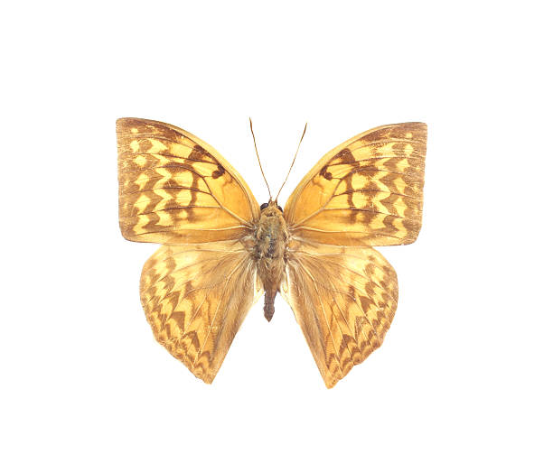 istock colorful butterfly isolated on white 538564895