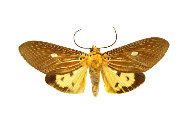 istock colorful butterfly isolated on white 538564911