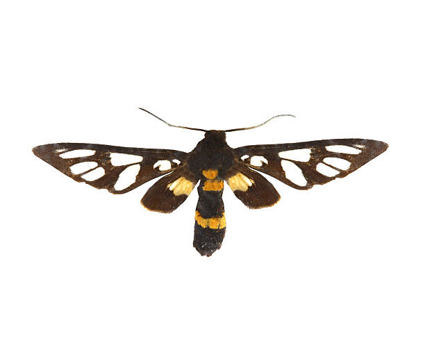 istock colorful butterfly isolated on white 538564931