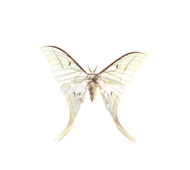 istock colorful butterfly isolated on white 538564957