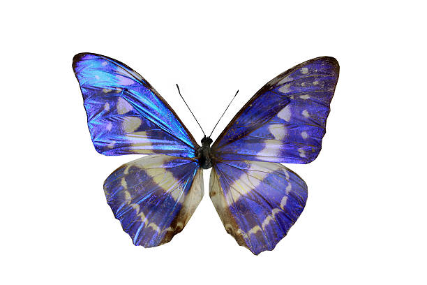 istock colorful butterfly isolated on white 538564965