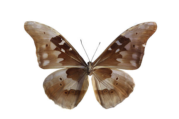 istock colorful butterfly isolated on white 538564967