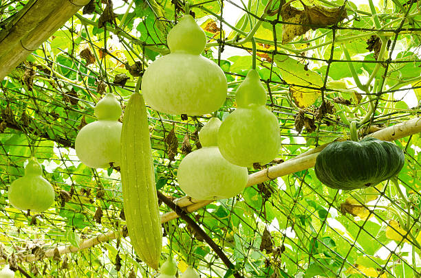 istock Sponge gourd, pumpkin and bottle gourd hanging on vine 538565020