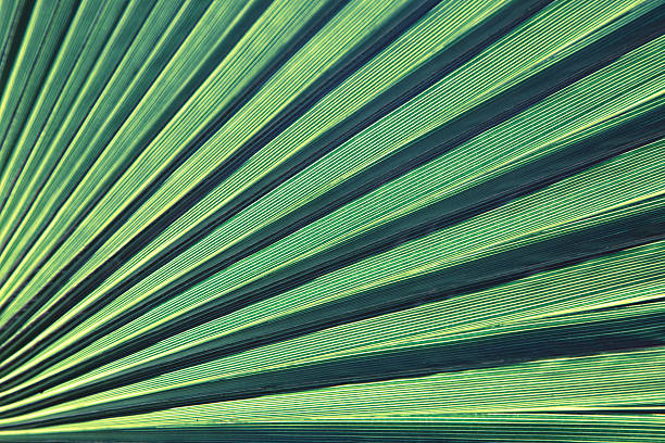 istock Lines and textures of Green Palm leaves 538565110