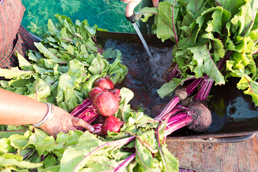 Close up image of an African Xhosa woman hands washing bunches of beetroot under a tap in a wheelbarrow
