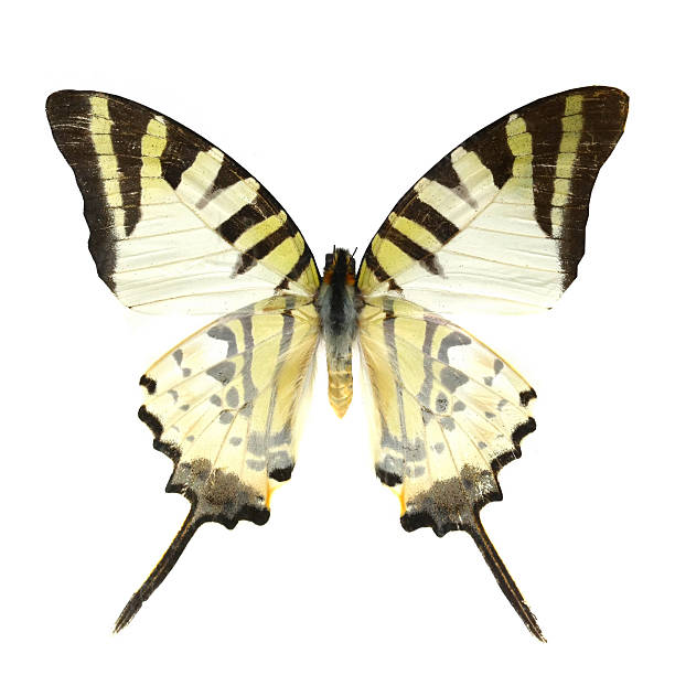 istock colorful butterfly isolated on white 538565457