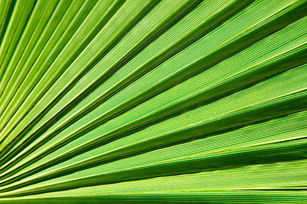 istock Lines and textures of Green Palm leaves 538565492