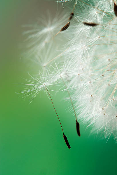 istock Dandelion Seeds on Flower Head 538565940