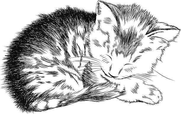 skizzenhafte kitty - filet mignon illustrations stock-grafiken, -clipart, -cartoons und -symbole