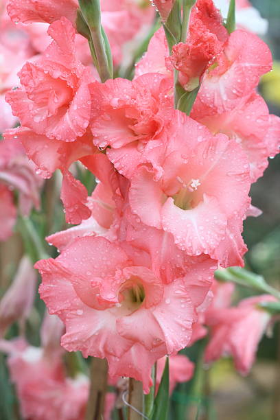 istock macro raindrop on flower, gladiolus flower 538566037