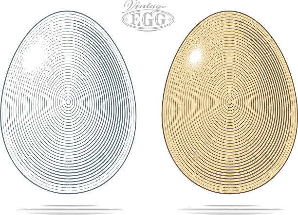 알류 빈티지 스타일 음각 - engraving eggs engraved image old fashioned stock illustrations