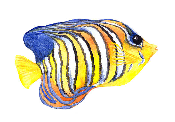 ilustrações de stock, clip art, desenhos animados e ícones de peixe-anjo-do-mar exóticos. aguarela - imperial angelfish