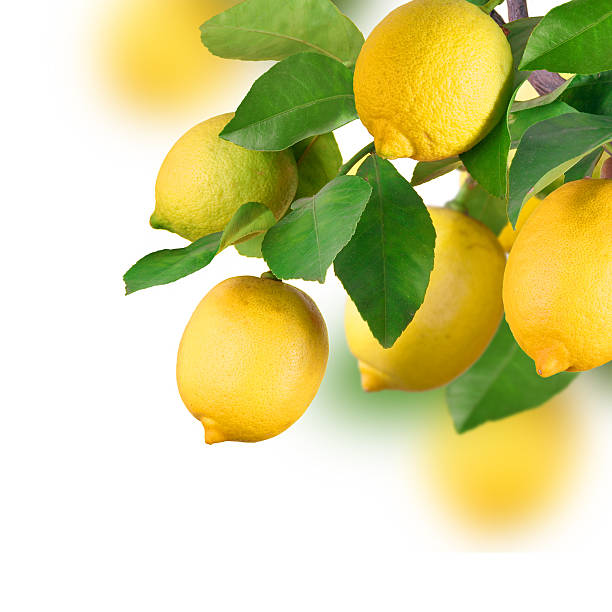 lemon bund, isoliert - lemon lemon tree tree branch stock-fotos und bilder