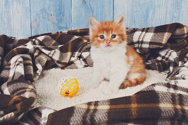 istock Red orange cute kitten at blue wood 538567794