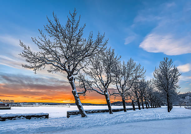 Line of trees at winter sunset, Sweden