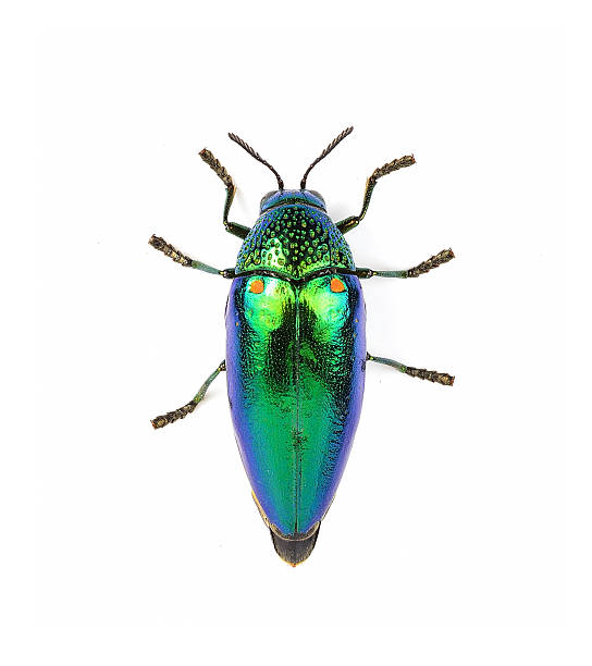 istock metallic wood-boring beetle  isolated on white background. 538567900