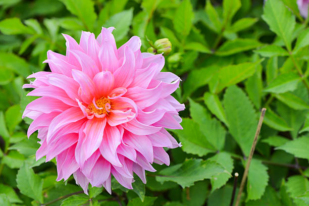 istock Hybrid pink chrysanthemum flower 538567961