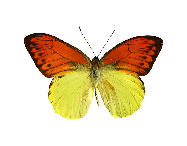 istock colorful butterfly isolated on white 538568025