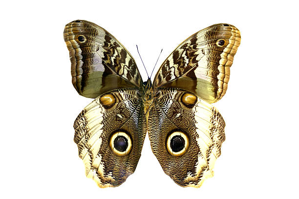 istock colorful butterfly isolated on white 538568071