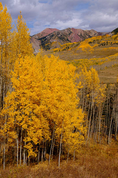 istock aspen, Crested Butte, Colorado 538568170