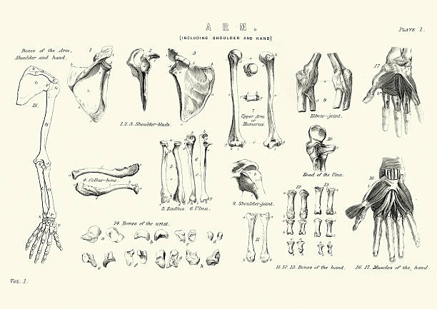 Human anatomy - Bones of the Arm Vintage engraving of Human anatomy, Bones of the Arm including shoulder and hand, 19th Century vintage medical diagrams stock illustrations