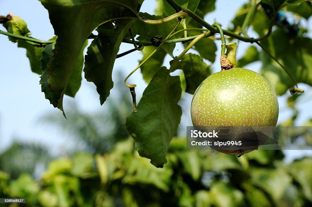 Fresh passion fruit Fresh passion fruit in the garden. 2015 Stock Photo