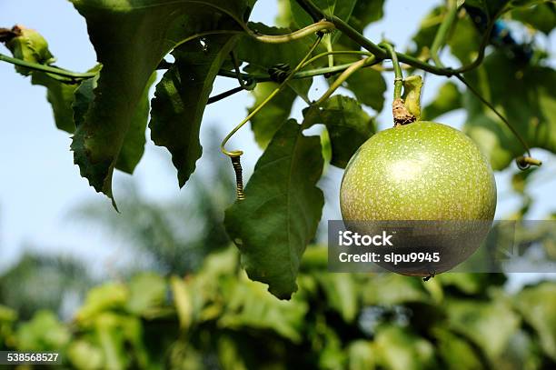 Fresh Passion Fruit Stock Photo - Download Image Now - 2015, Agriculture, Dieting