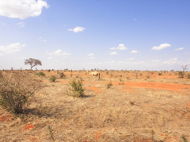 istock Wild camel in african savannah 538568542
