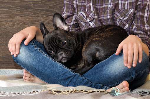 Dog on the teenager kneeling on the bed. Legs in jeans, barefoot. Dog black french bulldog puppy. Ideas, concepts - Dogs Trust to the person. Comfort, rest with the dog