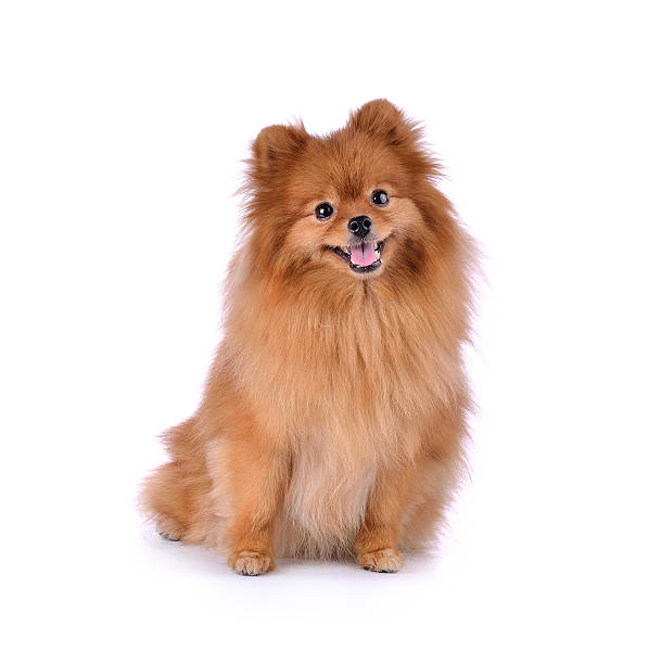 istock little red dog lying on a white background 538568848