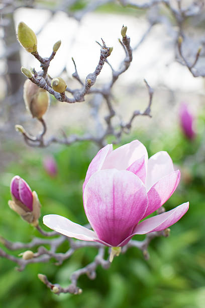 istock close-up of blooming magnolia 538568967