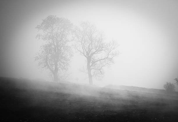 istock Trees in the fog 538569416