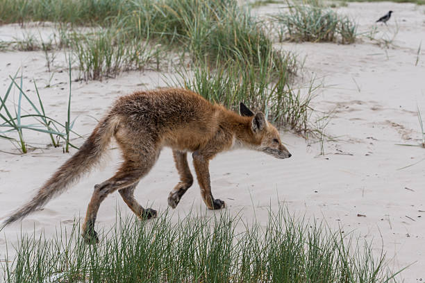 Fox on the sandy beach of the Baltic Sea