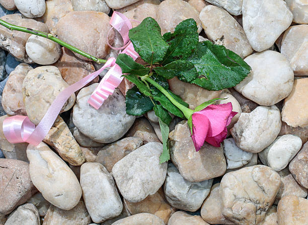 Rose on pile rock Rose on pile rock uncompromising stock pictures, royalty-free photos & images