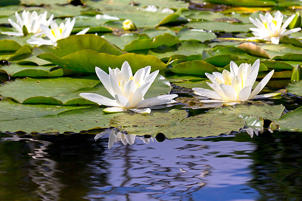 istock White Water Lilies on a lake 538570759