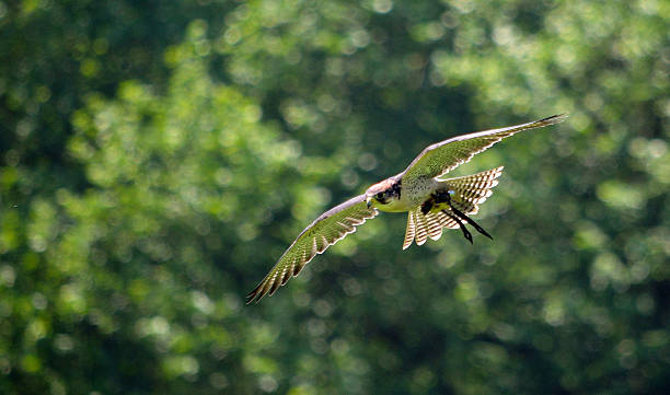 masculino falco biarmicus em vôo - lanner falcon - fotografias e filmes do acervo