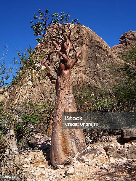 Exclusiva Isla De Socotra Flora De Botella De Árbol Foto de stock y más banco de imágenes de Aire libre - iStock Exclusiva Isla De Socotra Flora De Botella De Árbol Foto de stock y más banco de imágenes de Aire libre - iStock