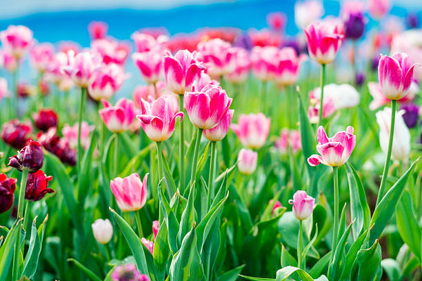 istock red tulips in the morning sun. focus on high tulip 538571990