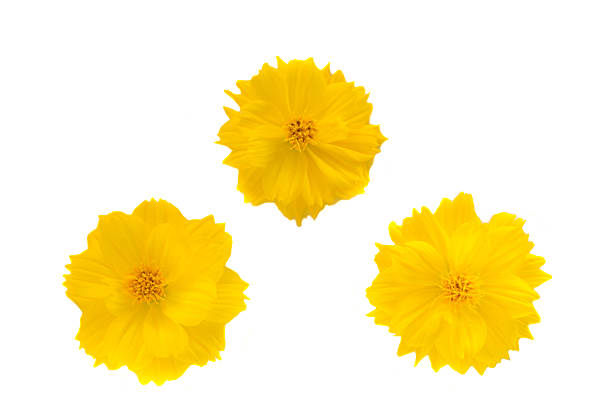 istock Yellow cosmos flower on white background 538572326